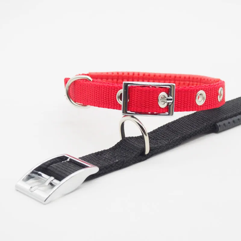 Reflective nylon webbing dog collar with belt buckle on a dog, black colour, size large