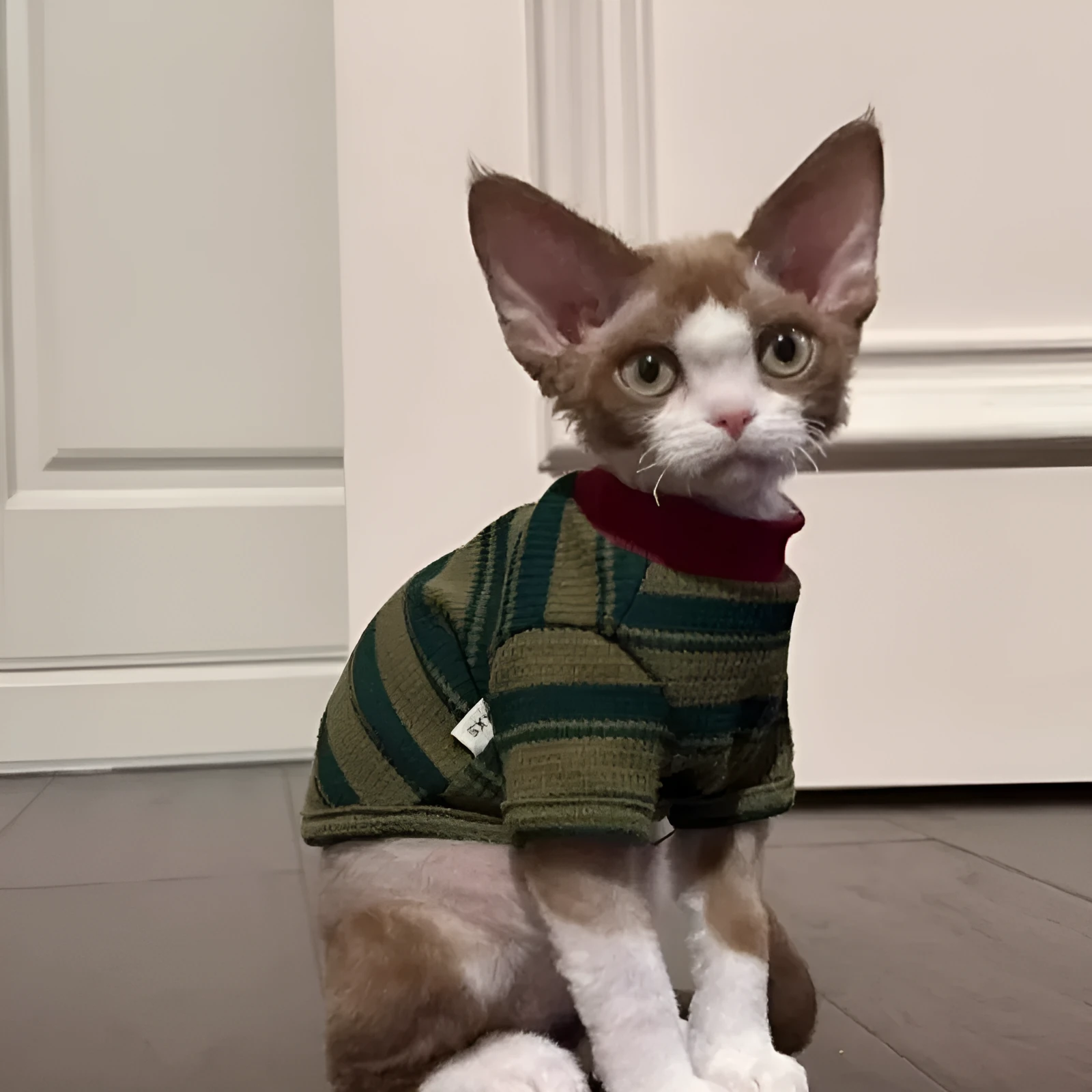 Dark green striped two-legged dog vest on a small pet, autumn daily wear.