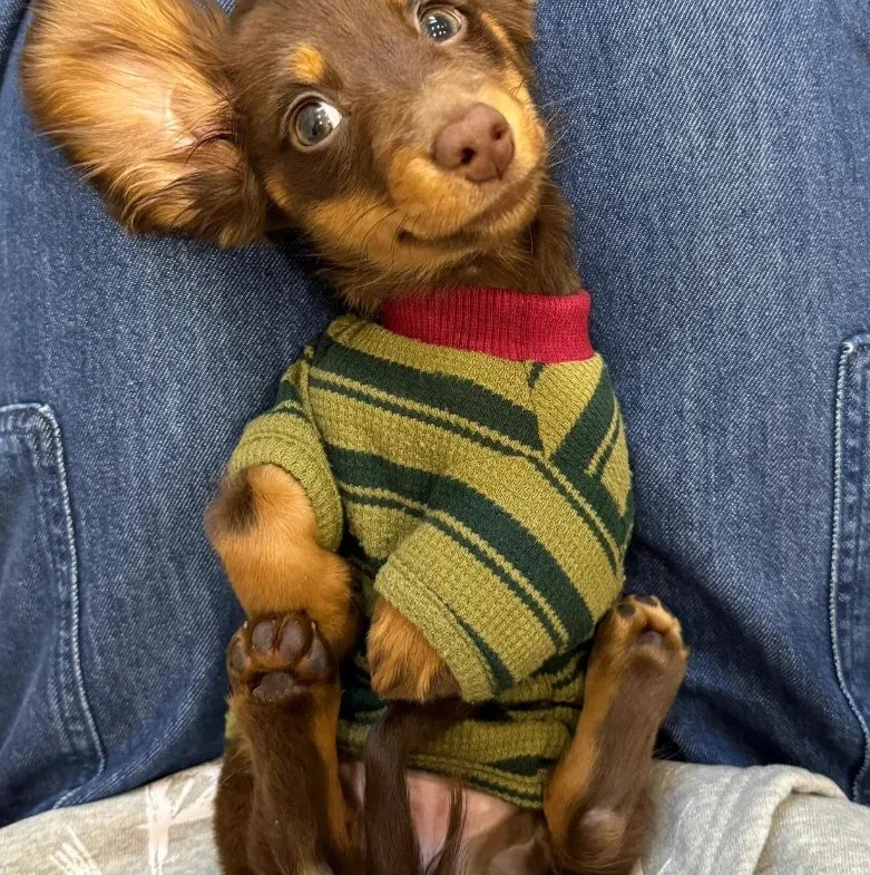 Dark green striped two-legged dog vest on a small pet, autumn daily wear.