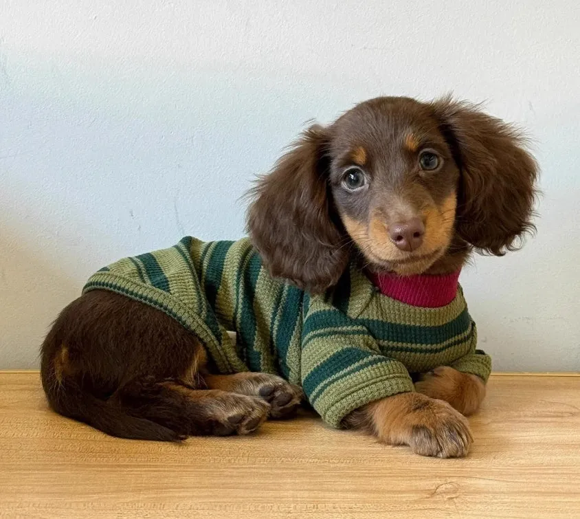Dark green striped two-legged dog vest on a small pet, autumn daily wear.