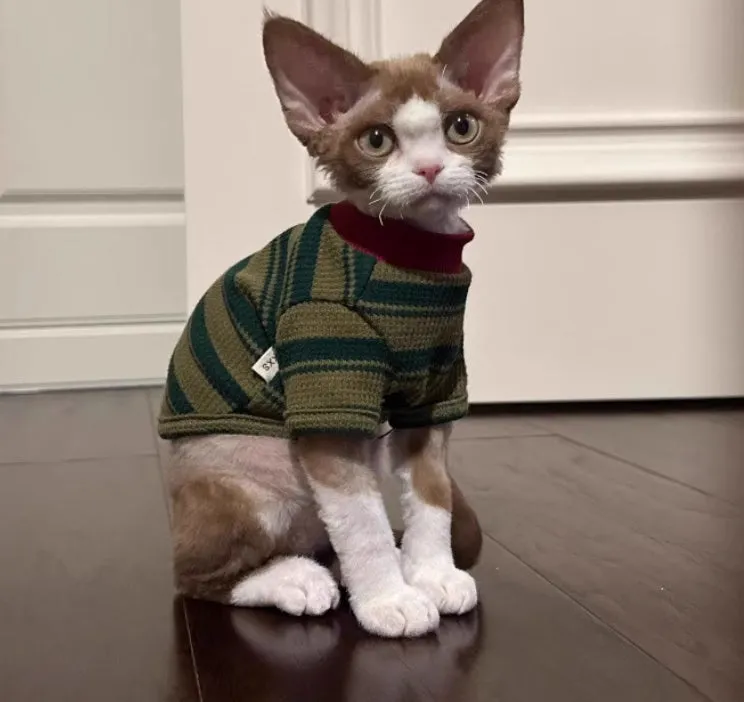 Dark green striped two-legged dog vest on a small pet, autumn daily wear.