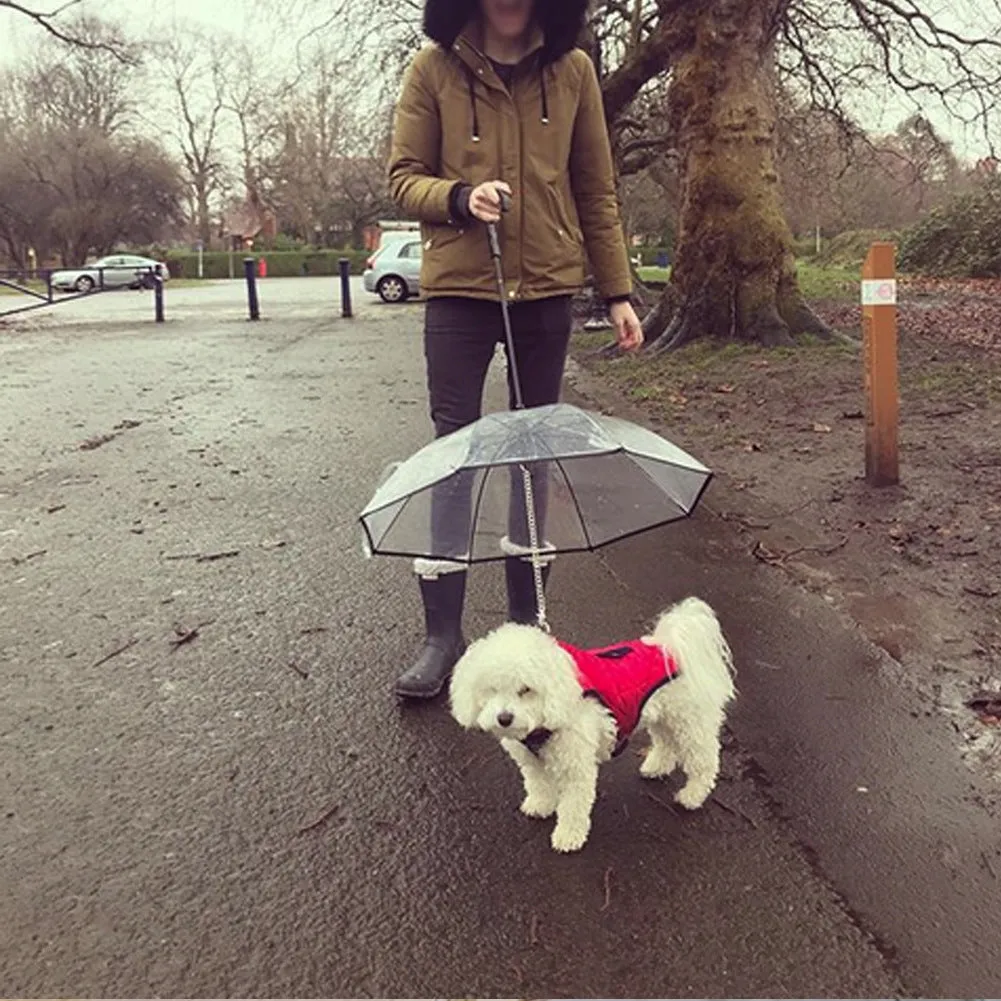 Transparent dog umbrella with traction chain removable on small dog for rainy walk