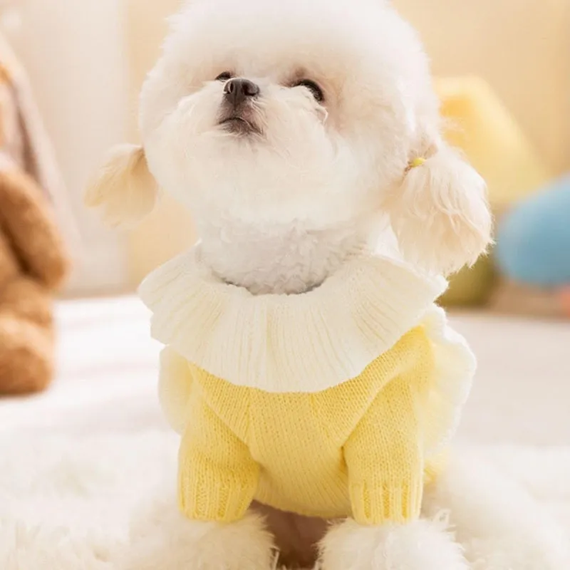 Yellow knitted dog sweater with star pattern and turtleneck on small breed puppy