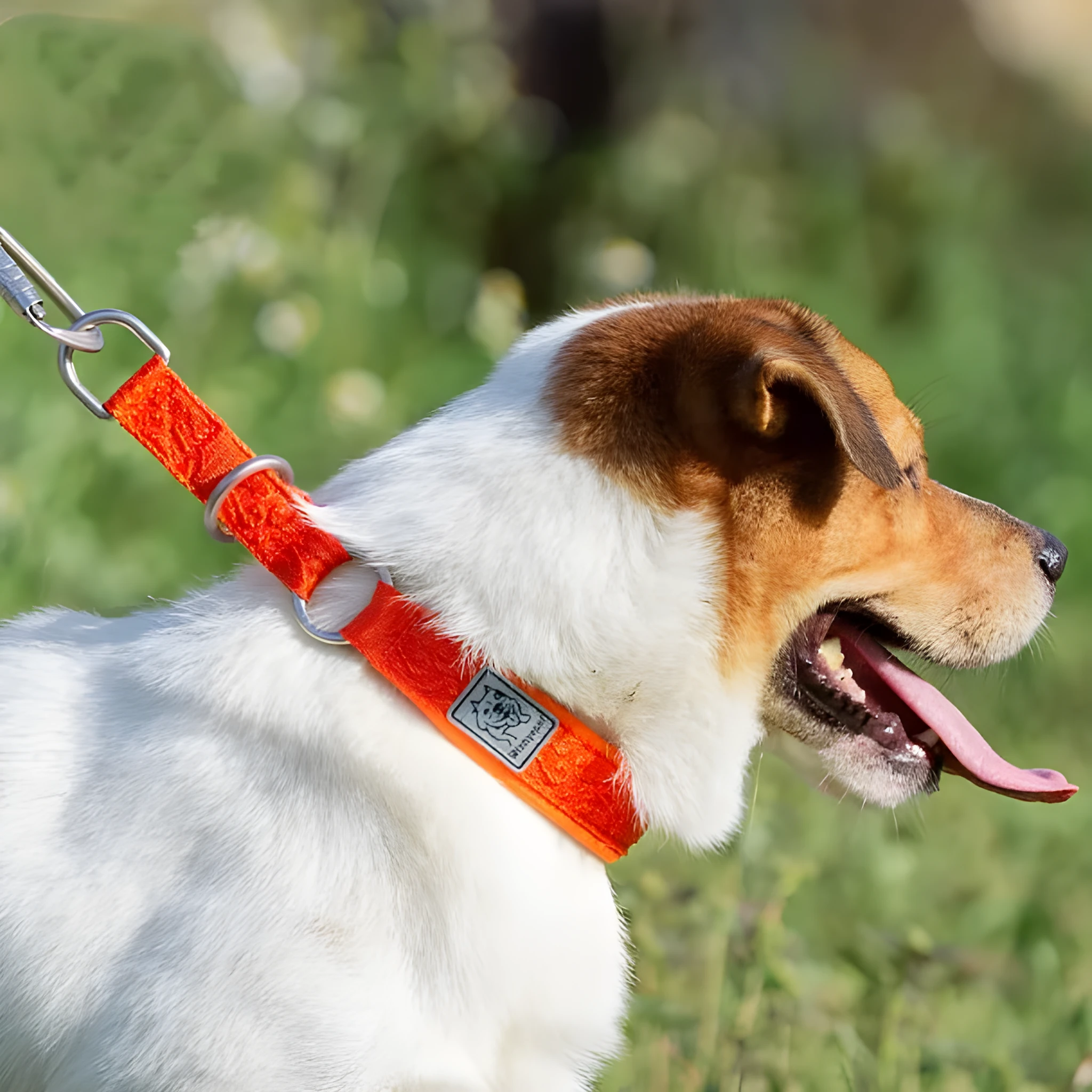 P-chain dog walking collar in reflective army green nylon with aluminium hardware, shown on size chart from 2XS to 3XL.