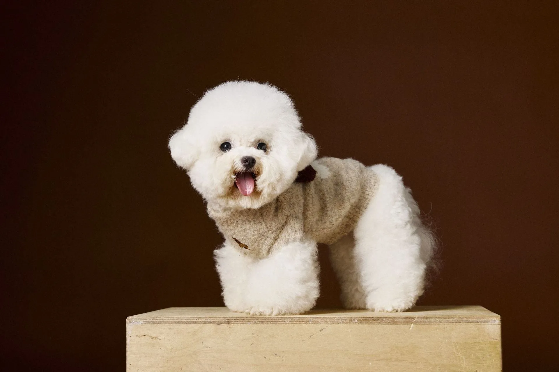 Sleeveless dog sweater vest with 3D ear design in beige for small breeds