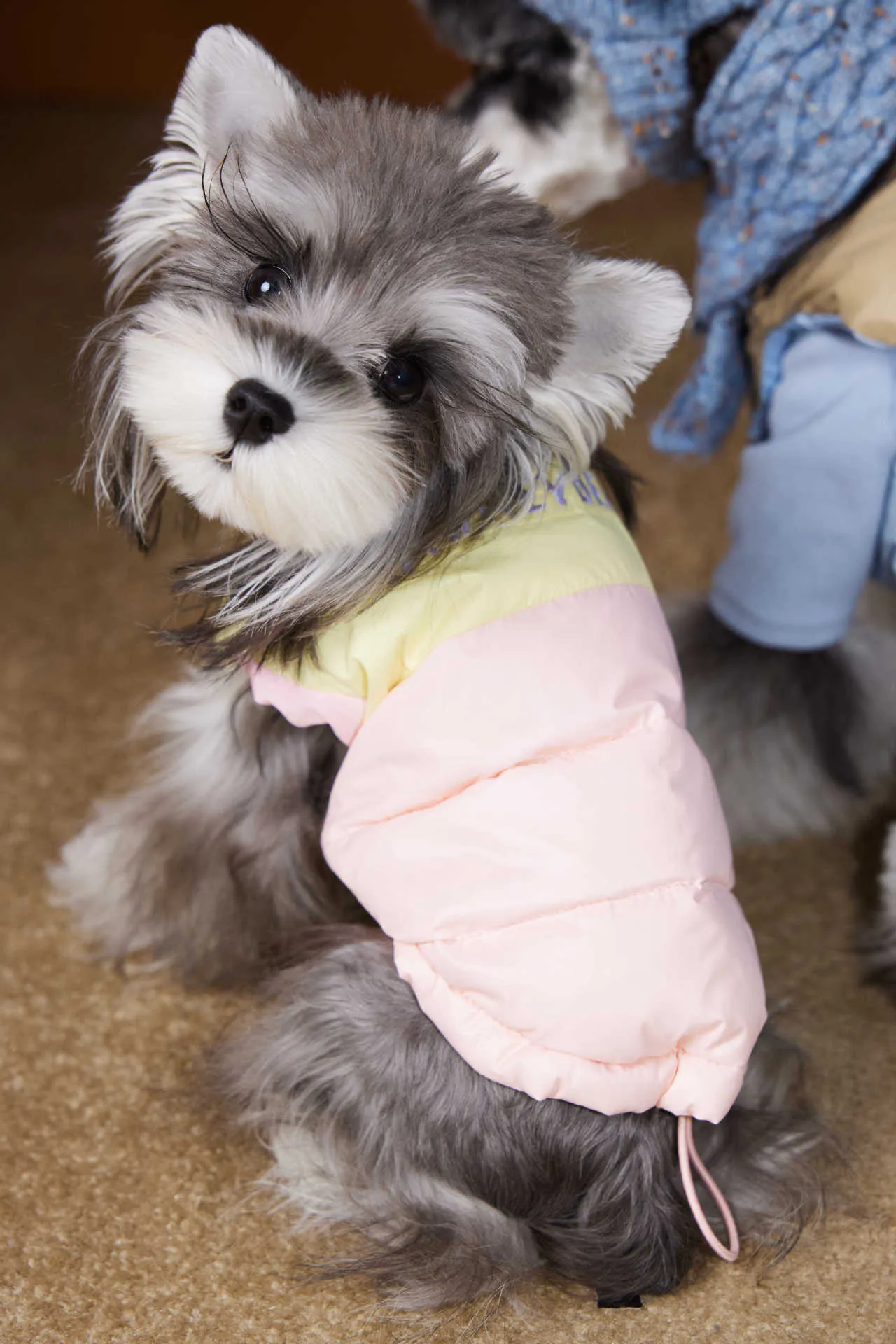 Blue polyester dog vest for small breeds like Teddy Schnauzer Bichon autumn winter wear