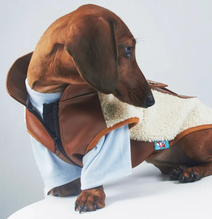 Dog or cat wearing a lambswool autumn winter coat with small leather pocket in black colour