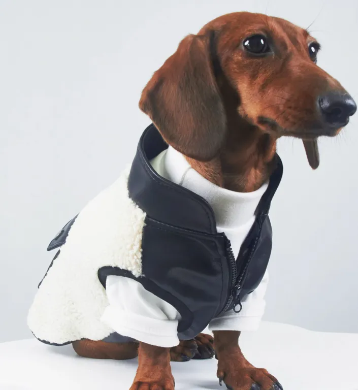 Dog or cat wearing a lambswool autumn winter coat with small leather pocket in black colour