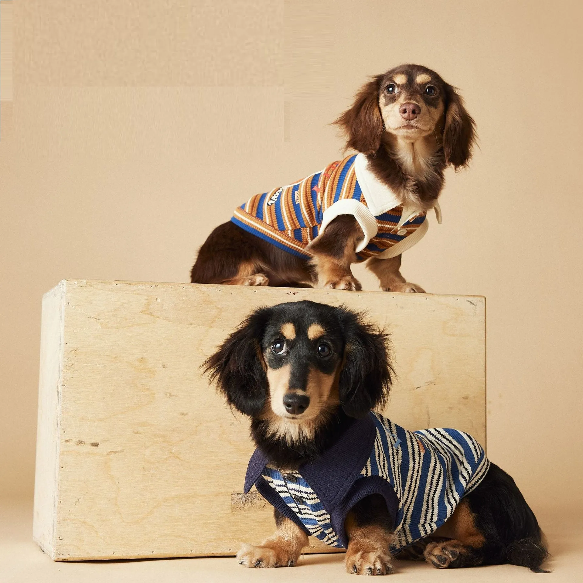 Tony Bear dog clothes striped polo shirt in cotton, blue colour, size L, on a white background