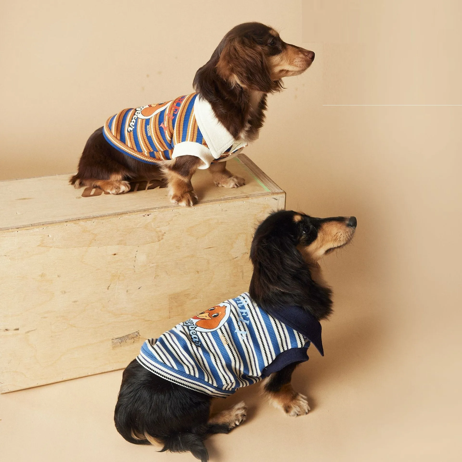 Tony Bear dog clothes striped polo shirt in cotton, blue colour, size L, on a white background