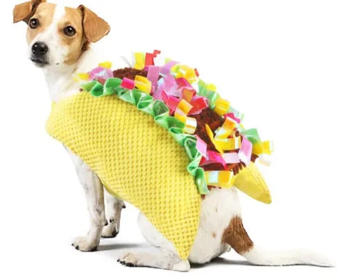Pet dog wearing cartoon cowboy costume with hat, standing on grass