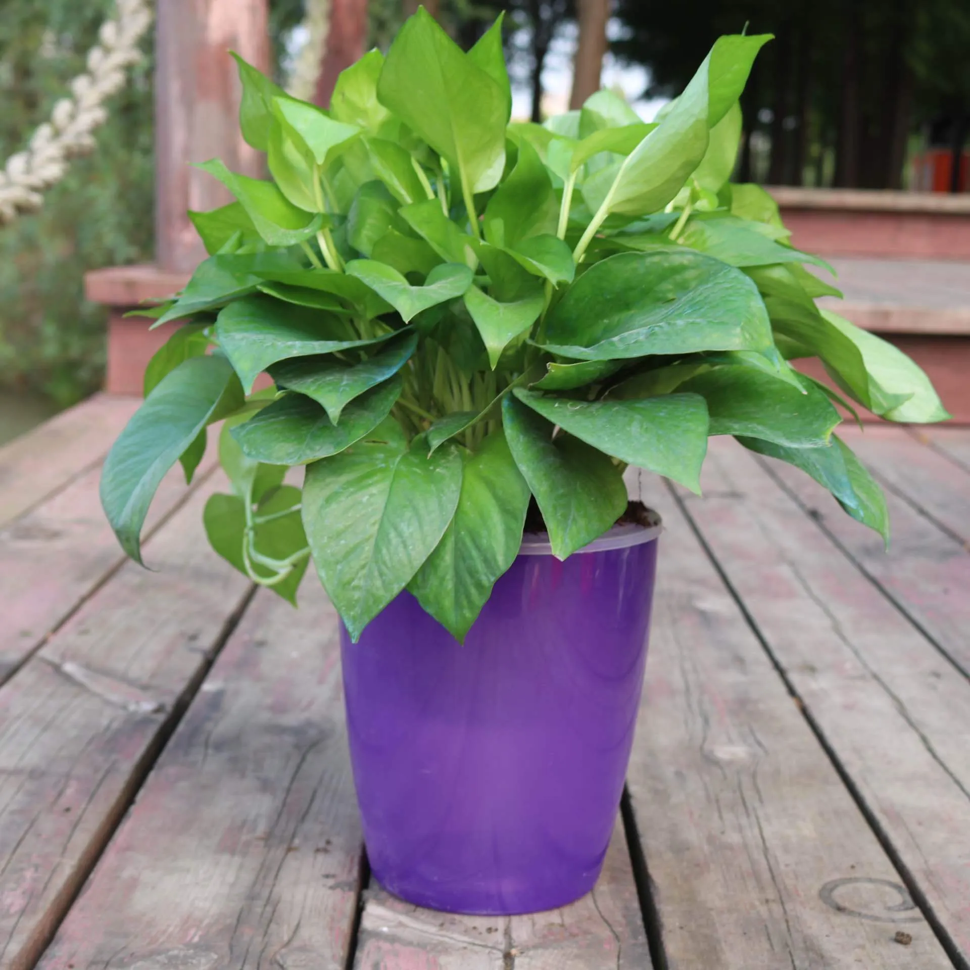 Strongwell Nordic automatic water-absorbing flower pot in translucent blue with cotton rope and planting basket