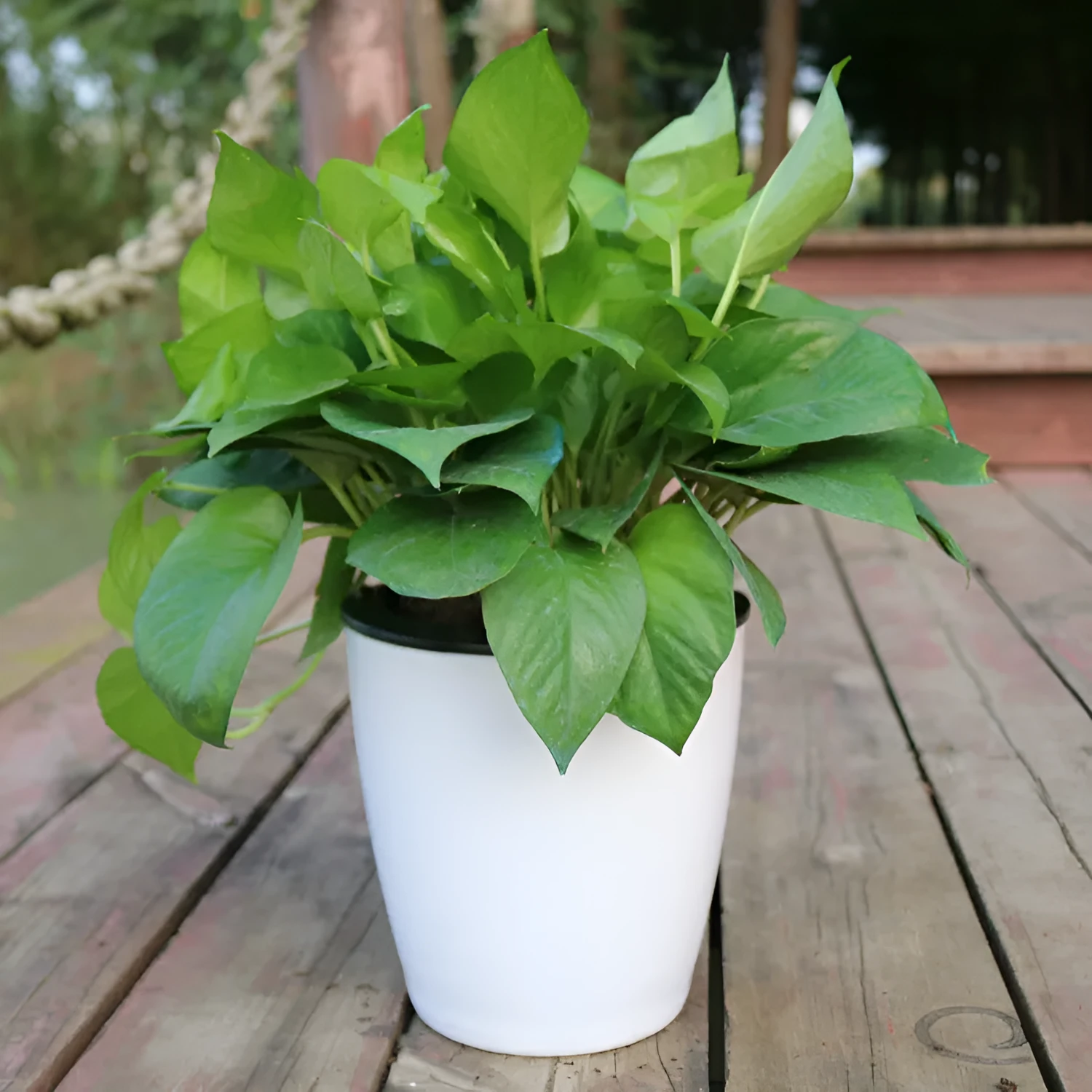 Strongwell Nordic automatic water-absorbing flower pot in translucent blue with cotton rope and planting basket