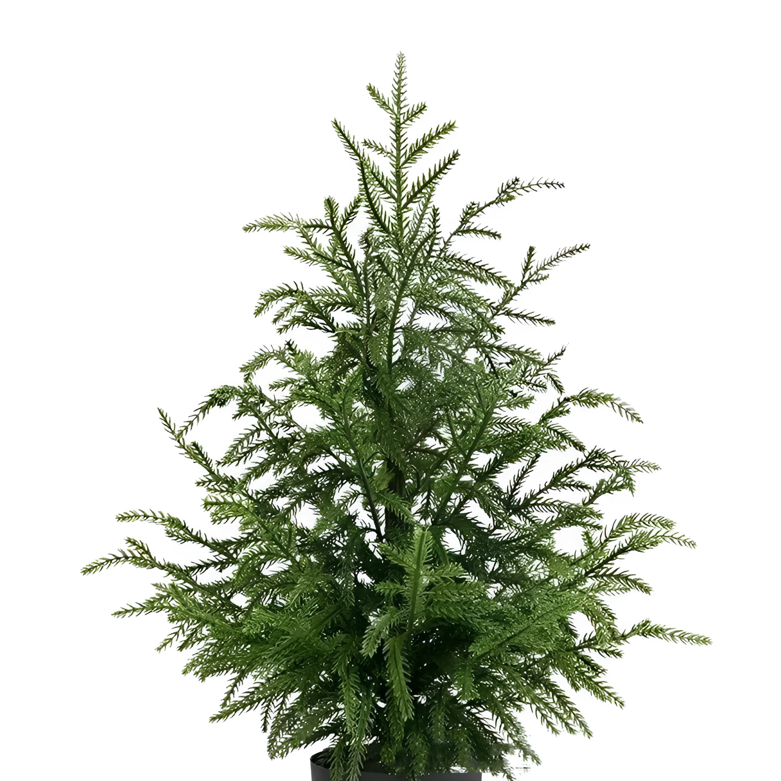 60cm Norfolk Pine Christmas tree in black flower pot with adjustable moving fork branches