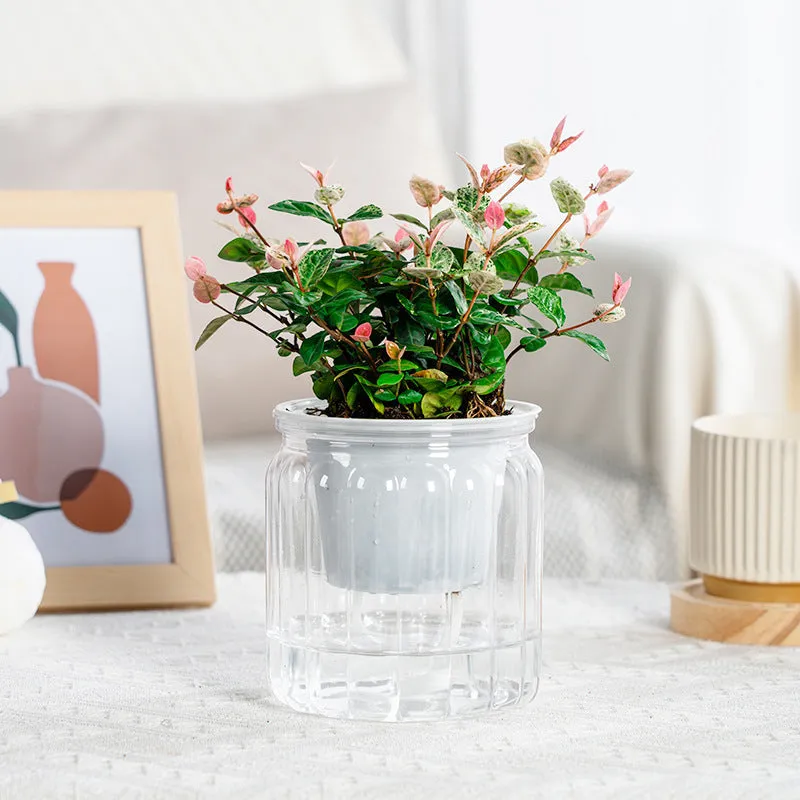 Self-absorbent transparent plastic resin hydroponic flowerpot for small green plants and succulents