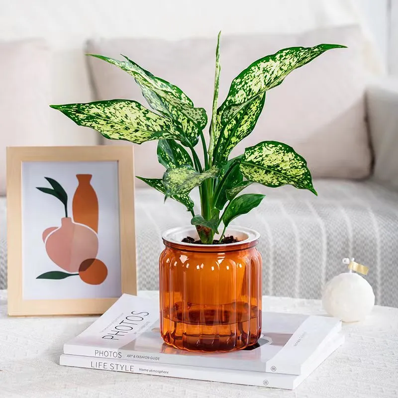 Self-absorbent transparent plastic resin hydroponic flowerpot for small green plants and succulents