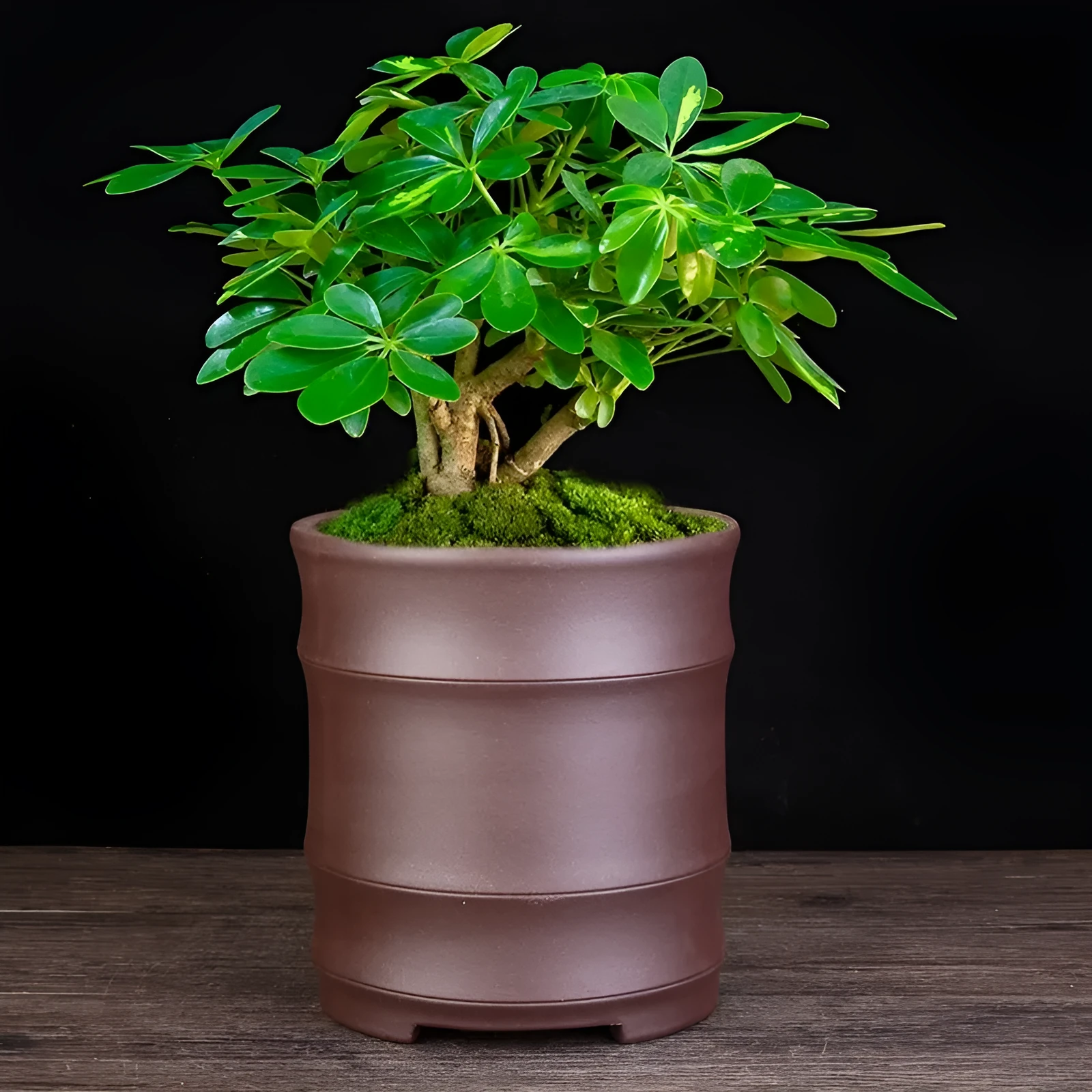 Fine Zisha large diameter bamboo joint flowerpot in classical purple sand with 19.9cm caliber and 22cm height