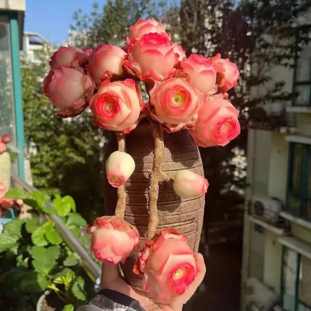 Mountain Rose succulent seeds in mixed colour styles for home gardening