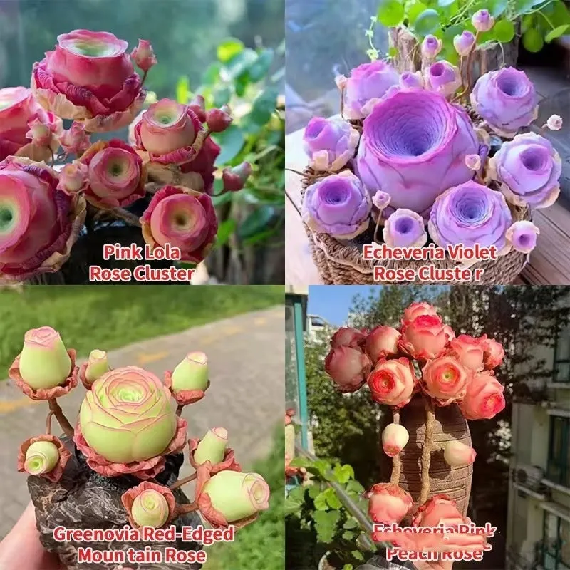Mountain Rose succulent seeds in mixed colour styles for home gardening