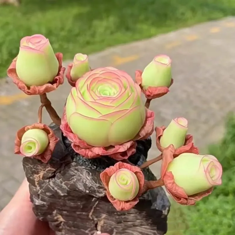 Mountain Rose succulent seeds in mixed colour styles for home gardening