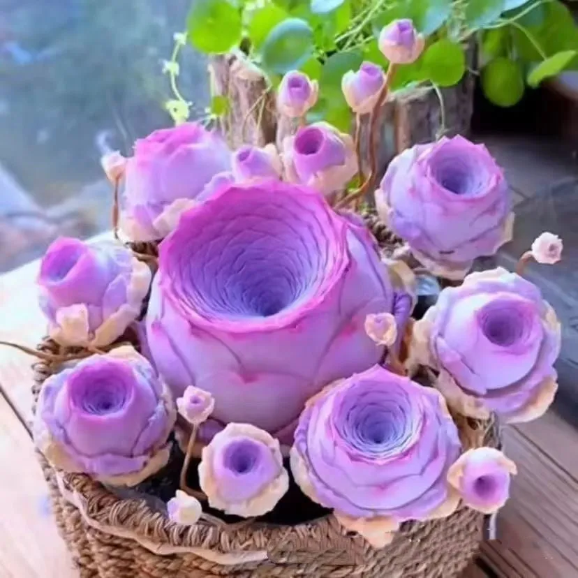 Mountain Rose succulent seeds in mixed colour styles for home gardening