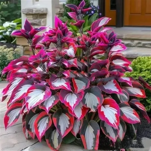 OPP packet containing 50 Coloured Leaves Jade Barrettes ornamental flower seeds for balcony and home gardening.
