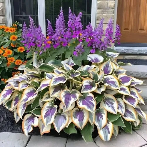 OPP packet containing 50 Coloured Leaves Jade Barrettes ornamental flower seeds for balcony and home gardening.