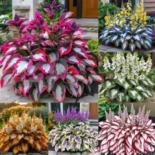 OPP packet containing 50 Coloured Leaves Jade Barrettes ornamental flower seeds for balcony and home gardening.