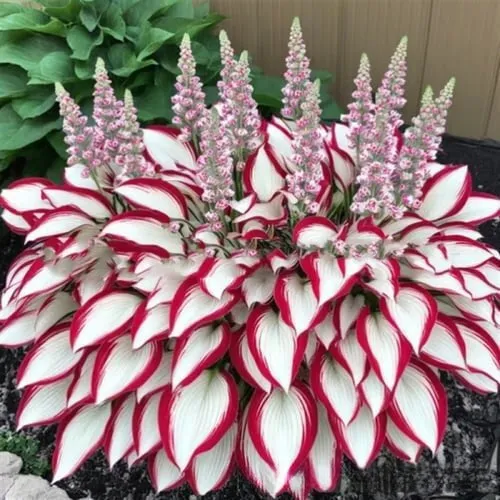 OPP packet containing 50 Coloured Leaves Jade Barrettes ornamental flower seeds for balcony and home gardening.