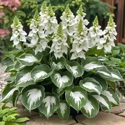 OPP packet containing 50 Coloured Leaves Jade Barrettes ornamental flower seeds for balcony and home gardening.