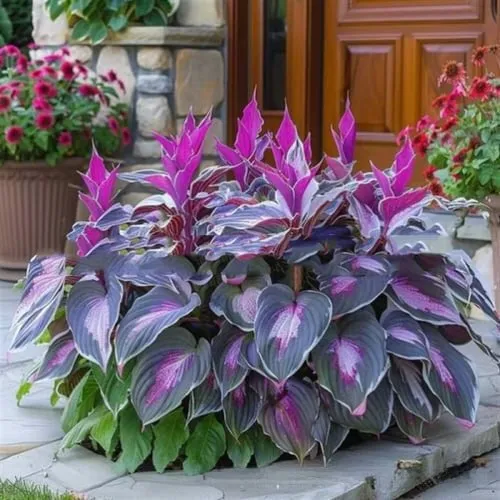 OPP packet containing 50 Coloured Leaves Jade Barrettes ornamental flower seeds for balcony and home gardening.