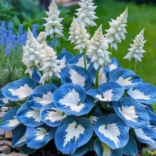 OPP packet containing 50 Coloured Leaves Jade Barrettes ornamental flower seeds for balcony and home gardening.