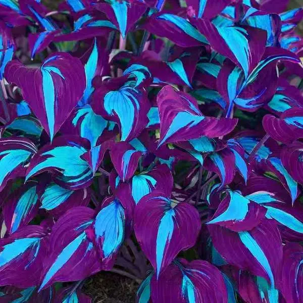 OPP packet containing 50 Coloured Leaves Jade Barrettes ornamental flower seeds for balcony and home gardening.
