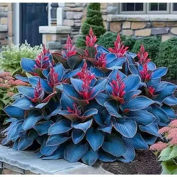 OPP packet containing 50 Coloured Leaves Jade Barrettes ornamental flower seeds for balcony and home gardening.