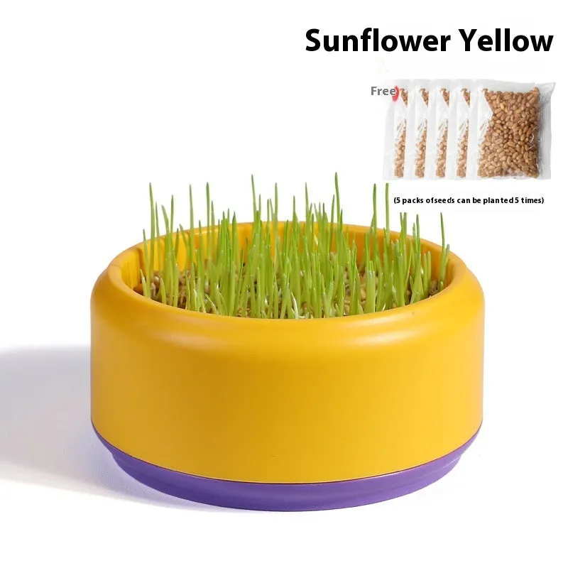 Blue, green, and yellow hydroponic cat grass pots with seeds for soilless indoor growing.
