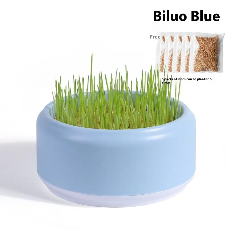 Blue, green, and yellow hydroponic cat grass pots with seeds for soilless indoor growing.
