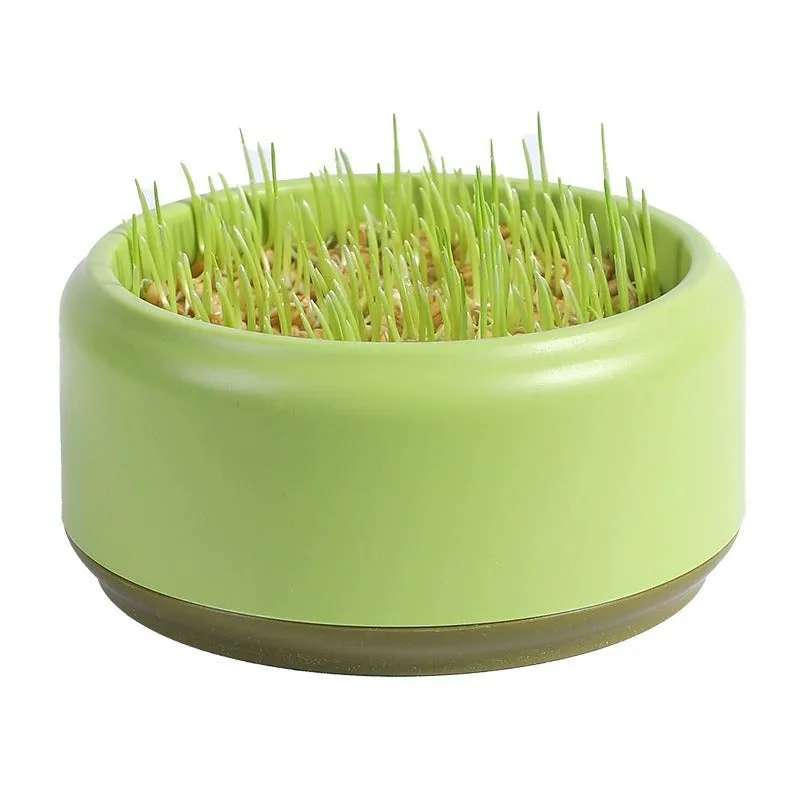 Blue, green, and yellow hydroponic cat grass pots with seeds for soilless indoor growing.