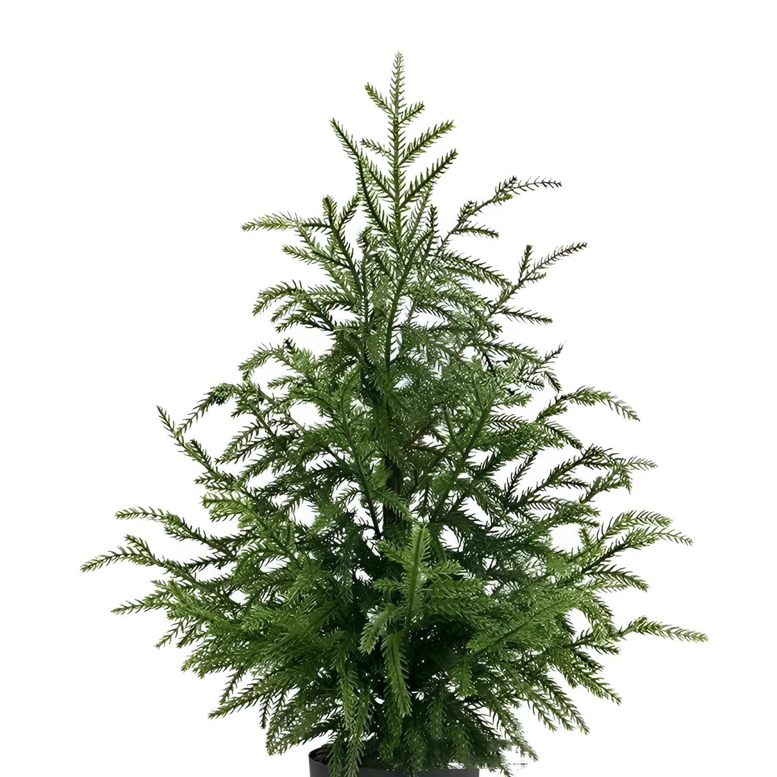 60cm Norfolk Pine Christmas tree in black flowerpot with adjustable moving fork branches