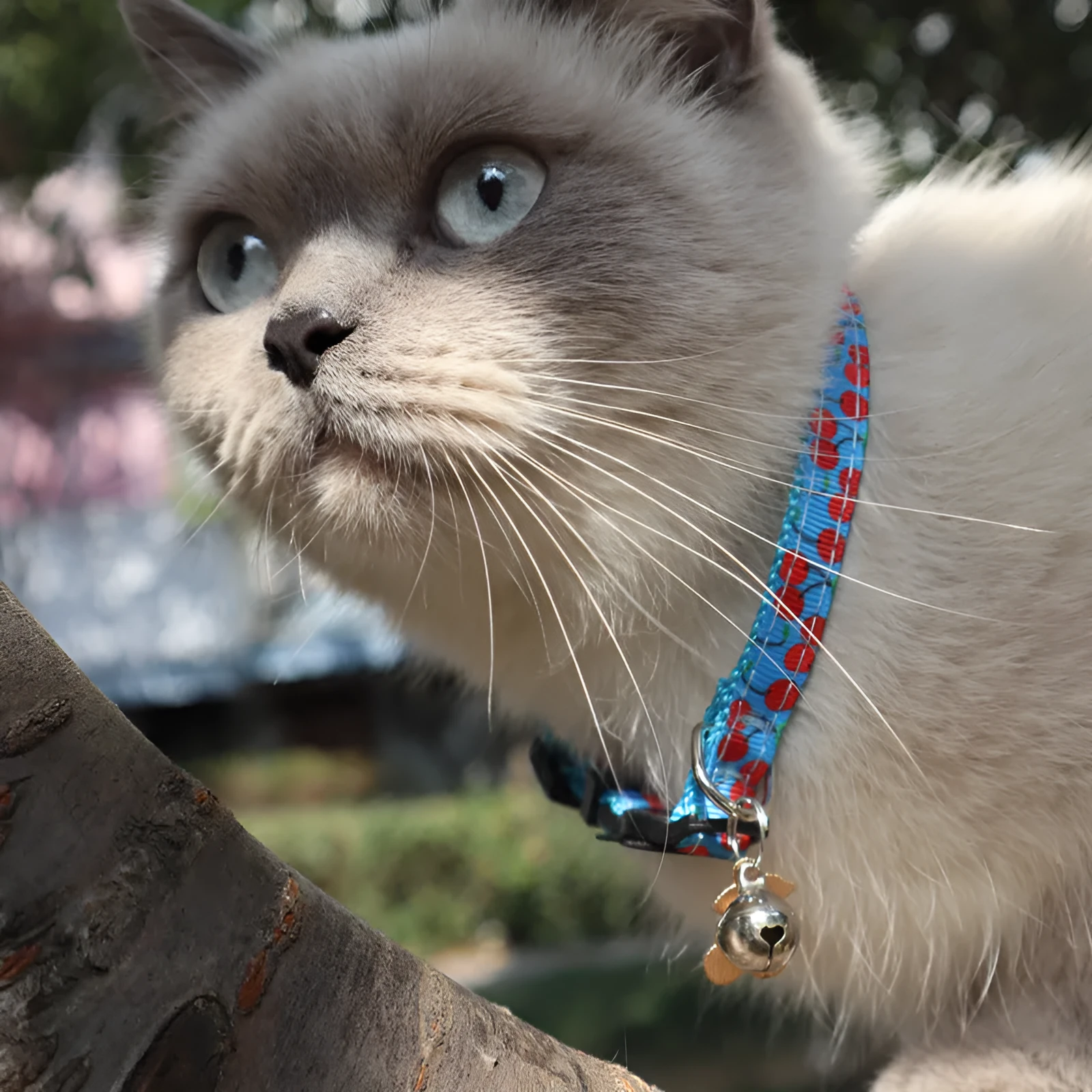Fruit fabric cat collar with bell in pineapple colour, 28CM size, on white background