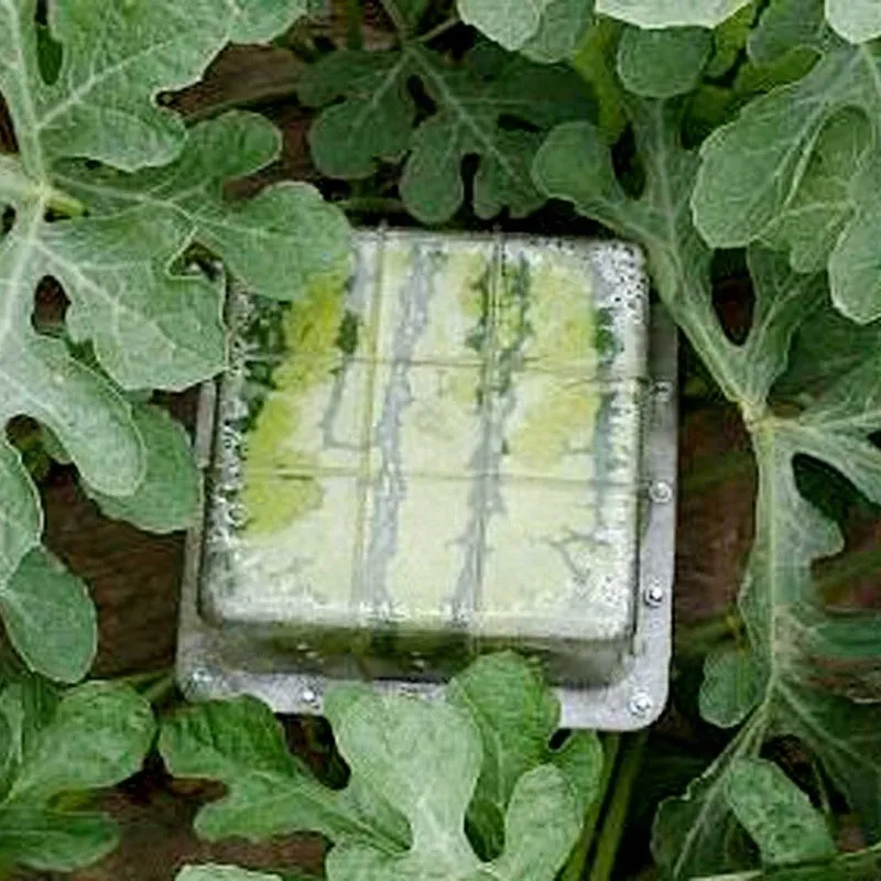 Square plastic watermelon growth mould measuring 13x13x13cm for shaping fruits on farms
