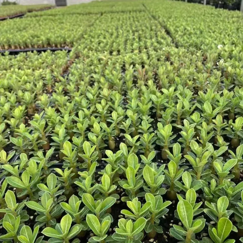 Bare root desert rose seedlings (Adenium obesum) ready for potting, available in multiple quantities.