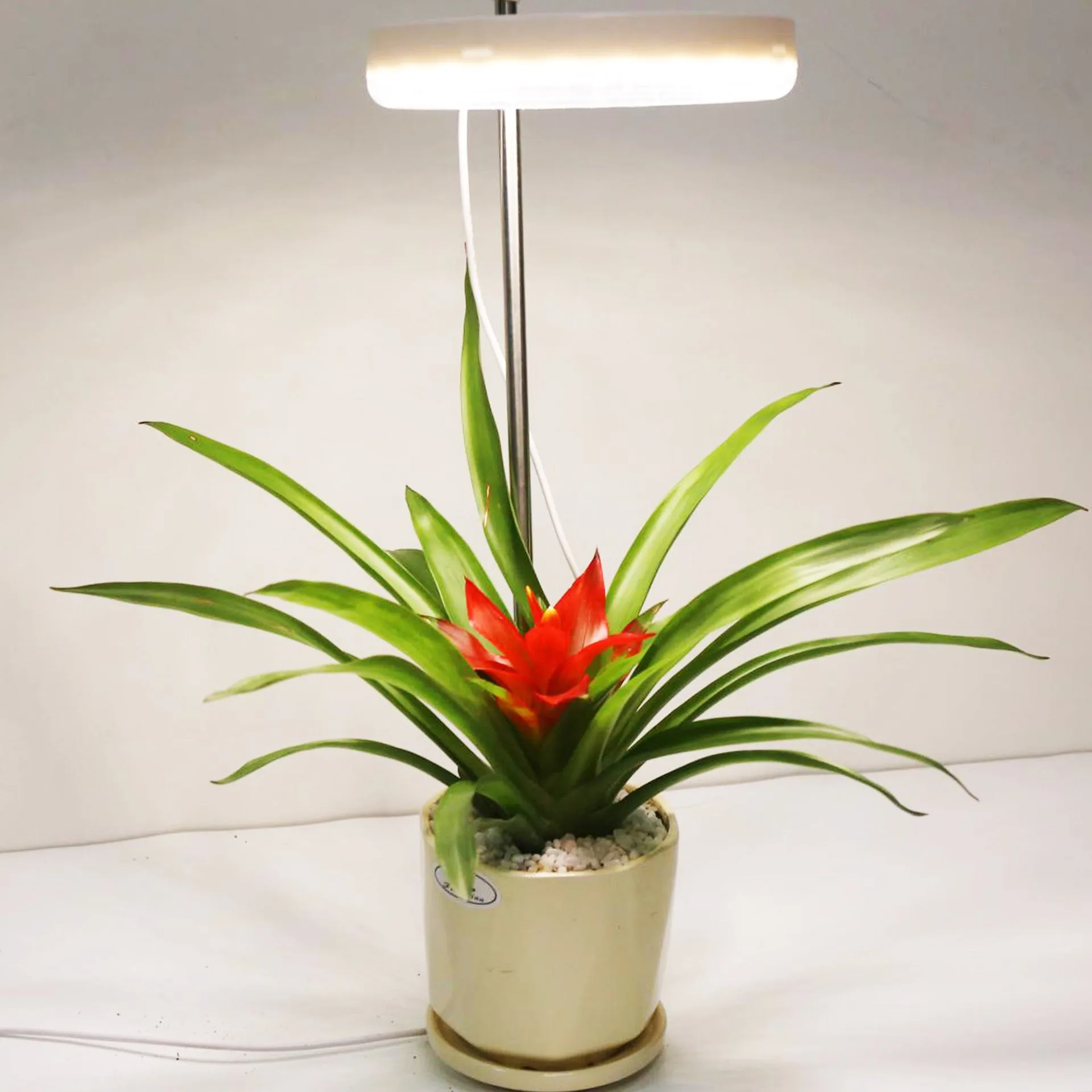A white clamp-on plant growth lamp with an adjustable head, positioned next to small indoor potted plants on a desk.