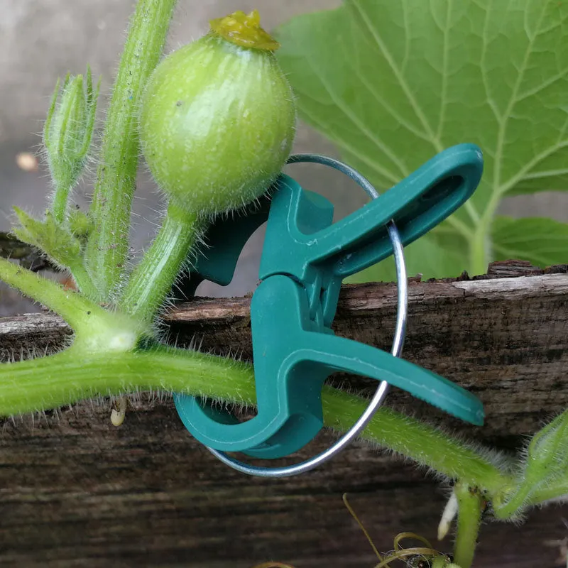 Green plant fixing clips for supporting tomatoes cucumbers and climbing vines