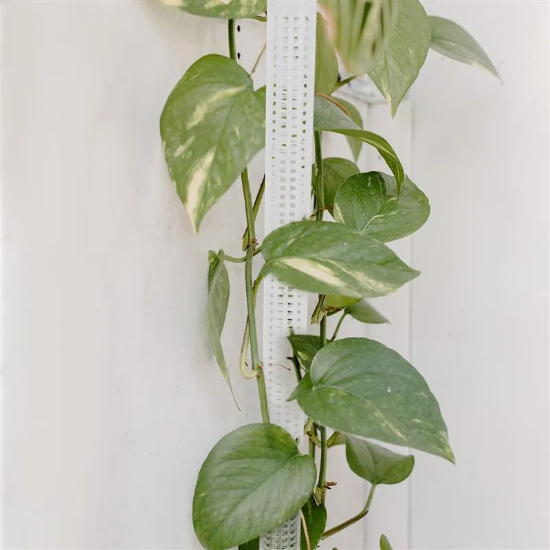 Water Moss Pillars for Climbing Vines and Green Plants White Plastic Plant Support Stakes 50cm Tall Indoor Outdoor Climbing Plant Poles Set of 1 or 2 Pieces Durable Reusable Plant Climbing Tool