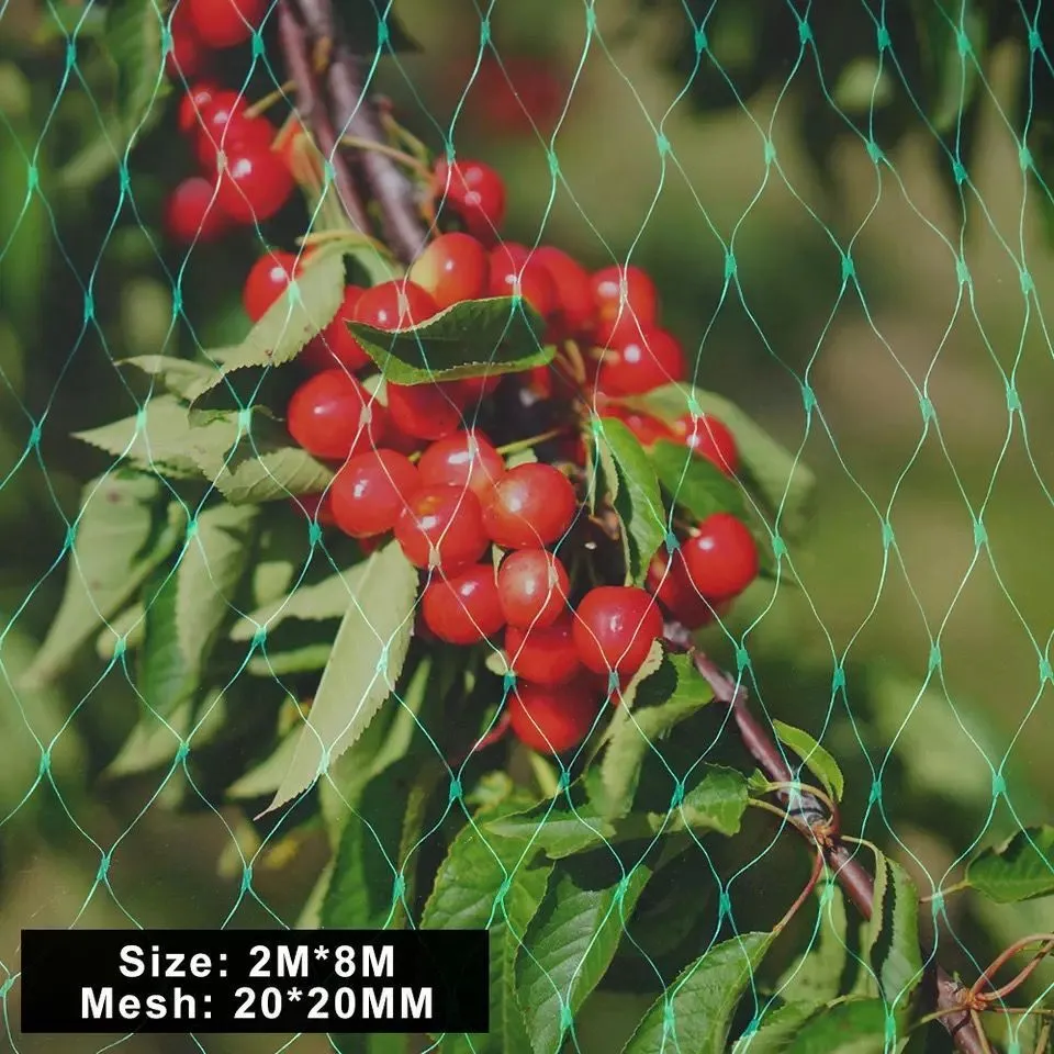 Green polypropylene garden bird net draped over a fruit tree for anti-bird protection