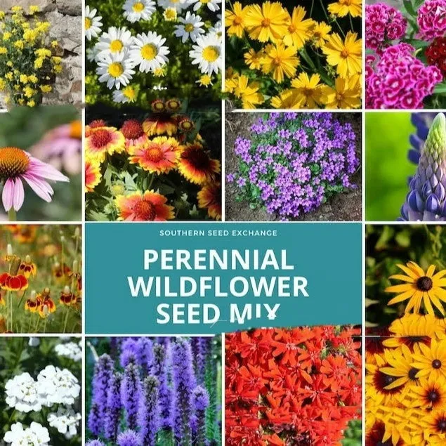 Packet of mixed wildflower and grass seeds including Purpleflower Holly Leaf, with options for 1000, 5000, or 10000 seeds.