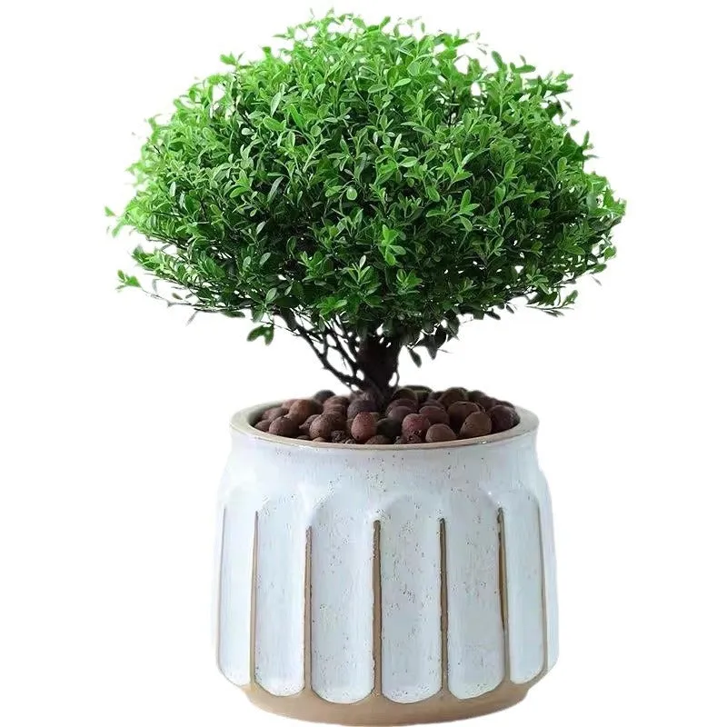 Nordic simple striped ceramic flower pot in white, 14x13cm size, on a desktop with a small plant