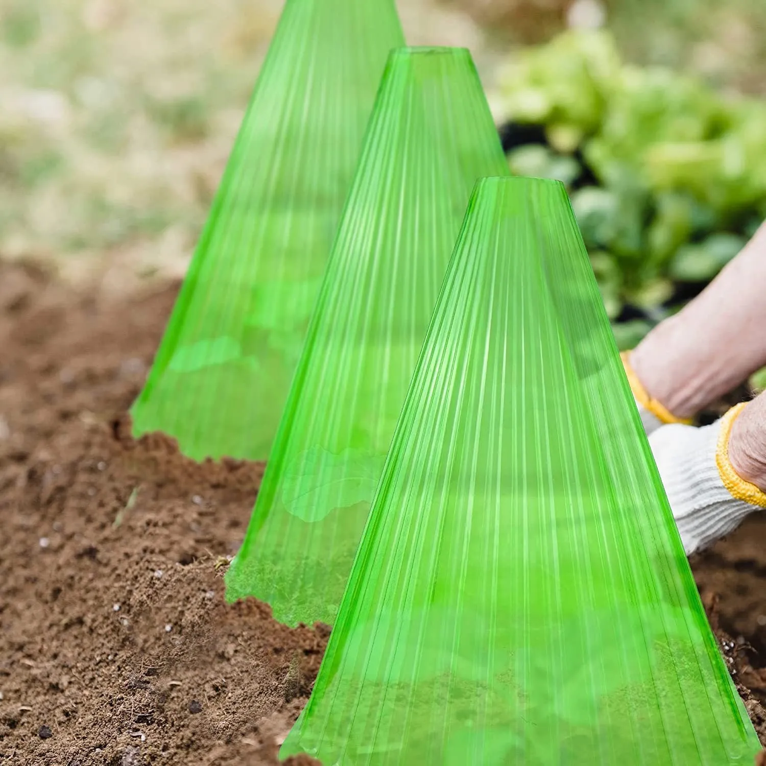 Reusable square plastic plant bell jar in green with ground nail for garden frost protection
