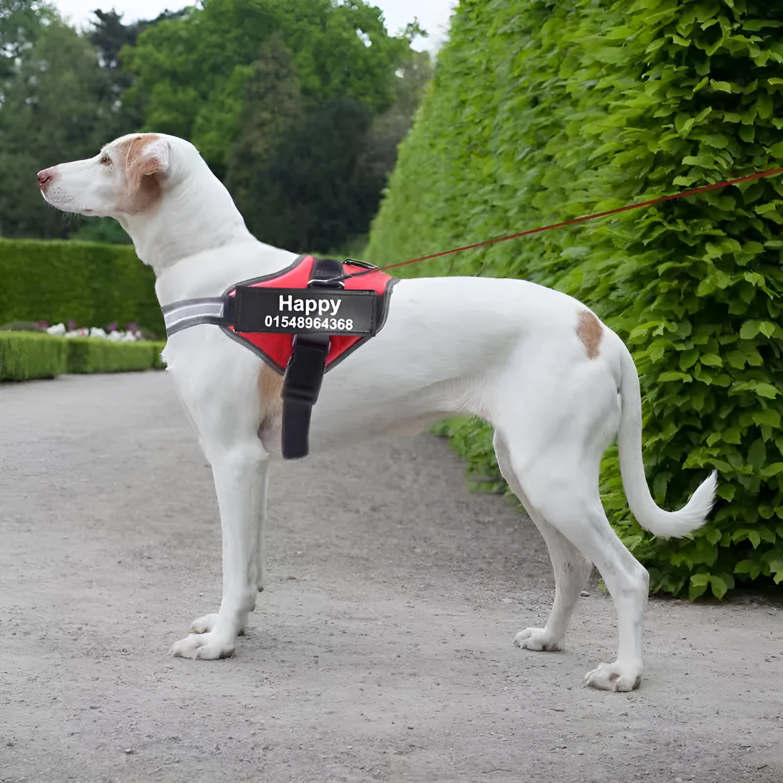 Adjustable reflective no-pull dog harness in multiple colours with chest strap design for small medium large breeds