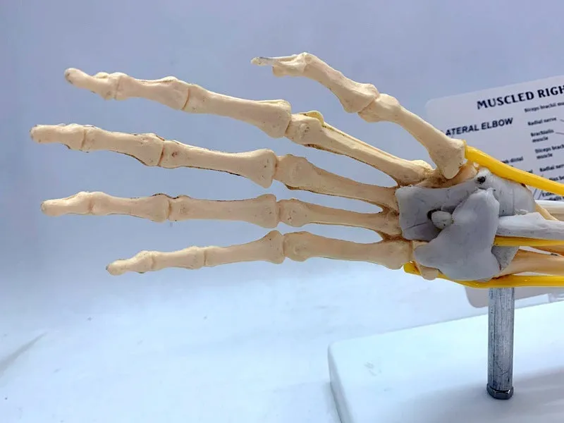Plastic hand anatomy model with removable aponeurosis showing muscles and nerves